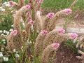 Flamingo Pink Celosia / Celosia spicata 